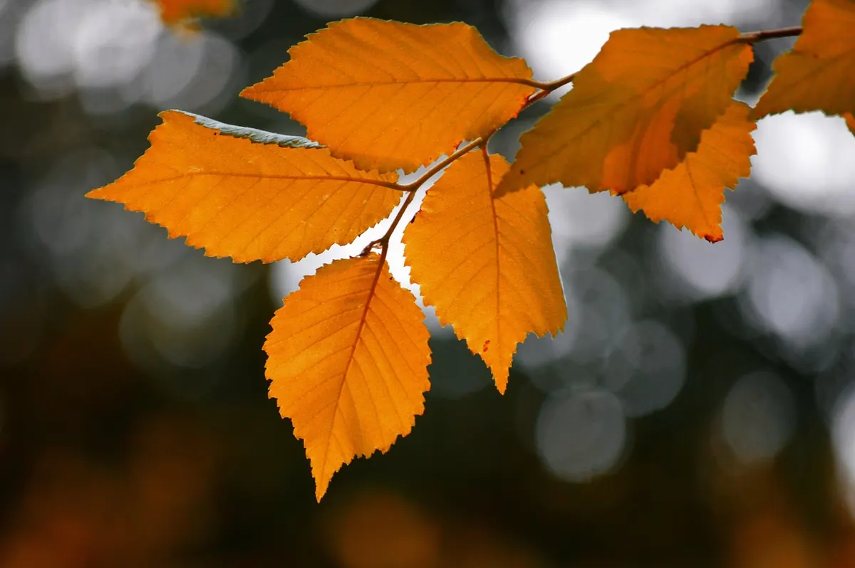 25 Autumn Writing Prompts for Cosy Short Stories